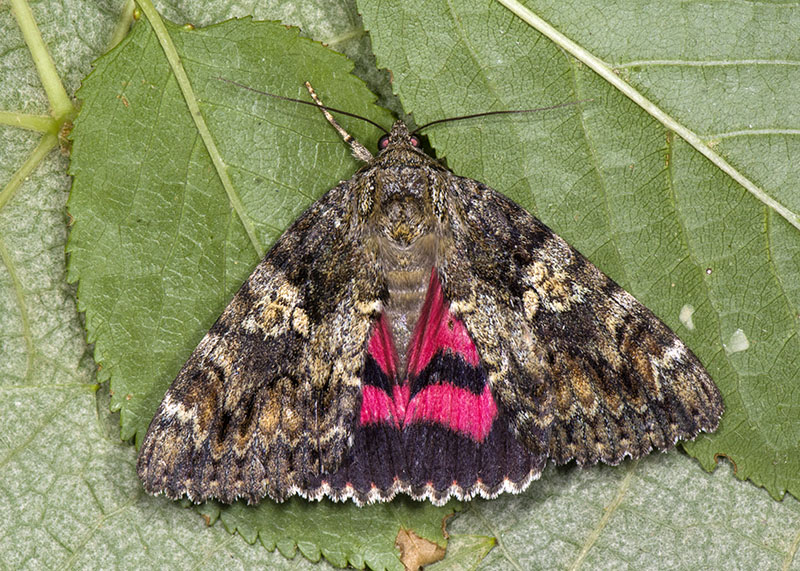 Catocala sp. (C. dilecta o C. sponsa)